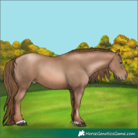 Horse Color:Liver Chestnut Pearl 