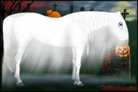 Horse Color:Liver Chestnut Frame