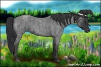Horse Color:Blue Roan Brindle