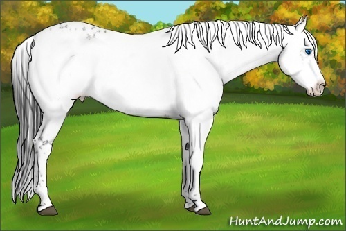 Horse Color:Liver Chestnut Sabino Frame