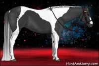 Horse Color:Black Tobiano 