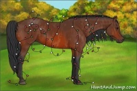 Horse Color:Bay  Brindle