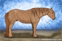 Horse Color:Chestnut  Brindle