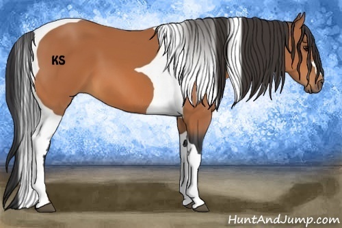 Horse Color:Bay Tobiano 