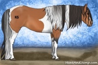 Horse Color:Bay Tobiano