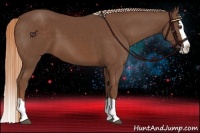 Horse Color:Chestnut Splash 