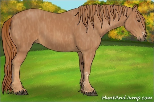 Horse Color:Chestnut Brindle