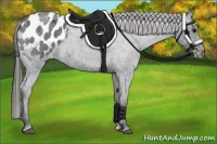 Horse Color:Blue Roan Appaloosa 
