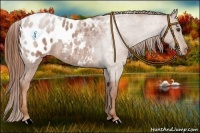 Horse Color:Red Roan Appaloosa 