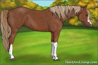 Horse Color:Chestnut  Brindle