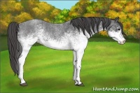 Horse Color:White Spotted Blue Roan Rabicano  Brindle