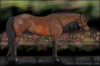 Horse Color:Bay Rabicano Brindle