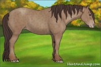 Horse Color:Classic Champagne Brindle