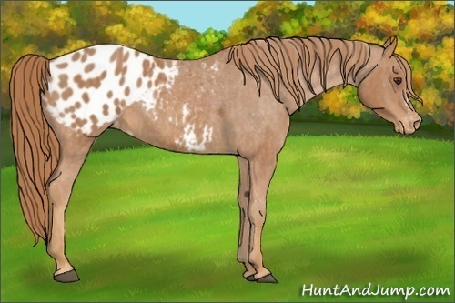 Horse Color:Chestnut Appaloosa Brindle