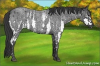 Horse Color:White Spotted Blue Roan Rabicano  Brindle