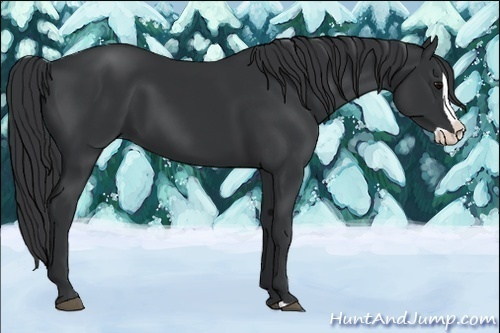 Horse Color:Black Splash