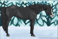 Horse Color:Black Splash