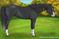 Horse Color:Black Splash