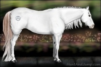 Horse Color:Classic Champagne Roan Appaloosa Rabicano  Brindle