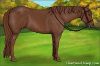 Horse Color:Chestnut Rabicano
