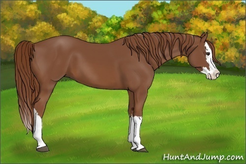Horse Color:Chestnut Splash