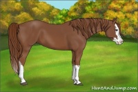 Horse Color:Chestnut Splash 