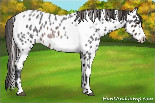Horse Color:Brown Roan Tobiano Frame Near Leopard Rabicano