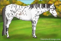 Horse Color:Brown Roan Tobiano Frame Near Leopard Rabicano 