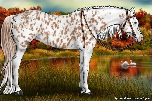 Horse Color:Chestnut Near Leopard  and Chestnut Near Leopard 