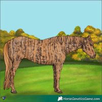 Horse Color:Liver Chestnut  Brindle
