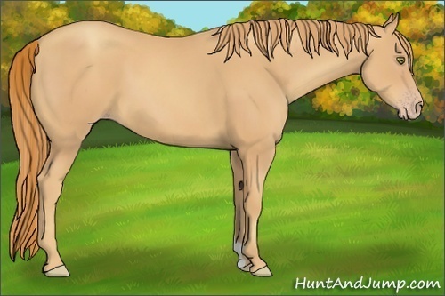 Horse Color:Gold Champagne 