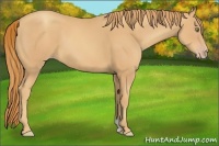 Horse Color:Gold Champagne
