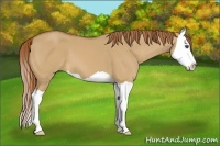 Horse Color:Red Dun Splash 