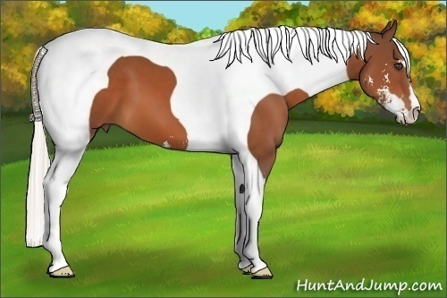Horse Color:Silver Bay Sabino Tobiano Frame 