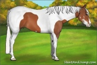 Horse Color:Silver Bay Sabino Tobiano Frame