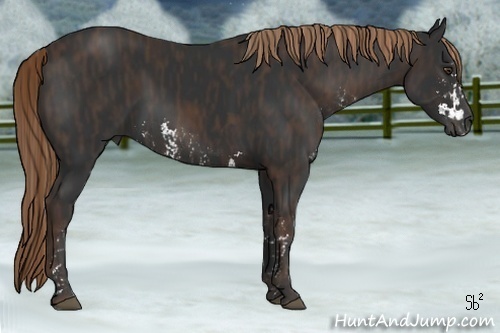 Horse Color:Liver Chestnut Sabino  Brindle