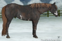 Horse Color:Liver Chestnut Sabino Brindle