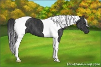Horse Color:Black Tobiano Brindle