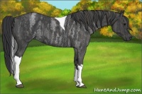 Horse Color:Blue Roan Tobiano  Brindle