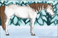 Horse Color:White Spotted Chestnut