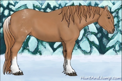 Horse Color:White Spotted Chestnut 
