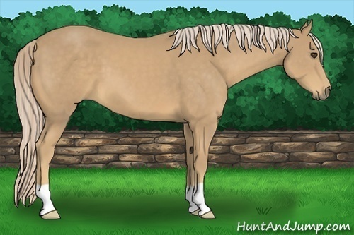 Horse Color:Palomino 