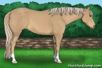 Horse Color:Palomino 