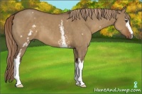 Horse Color:White Spotted Liver Red Dun 