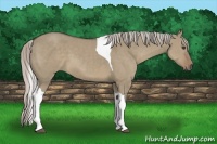Horse Color:Silver Grullo Tobiano