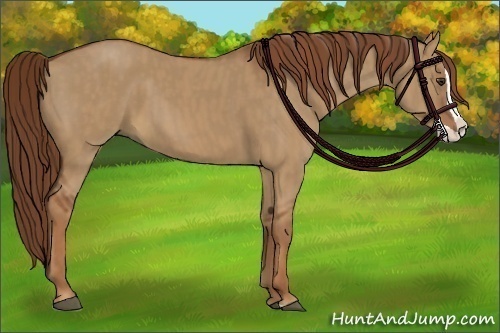 Horse Color:Red Dun Splash Brindle