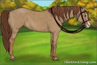 Horse Color:Red Dun Splash  Brindle
