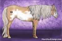 Horse Color:Silver Amber Champagne Frame 