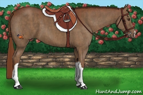 Horse Color:Chestnut  Brindle