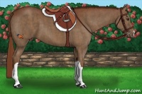 Horse Color:Chestnut  Brindle